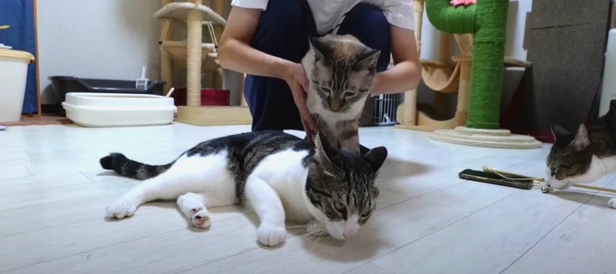 飼い主さんにハプニング！ピンチに駆けつける猫ちゃんたち