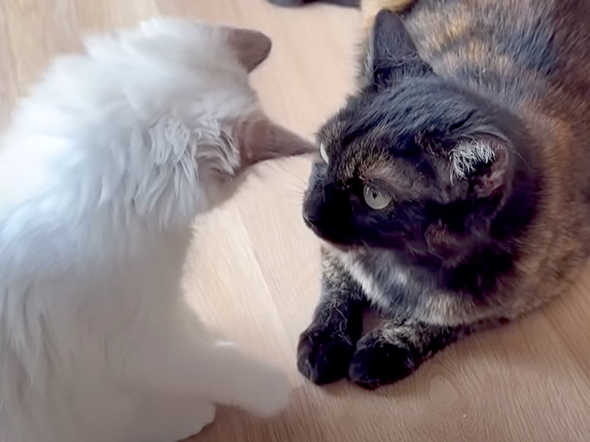 怒らせると『ボス猫より強い猫』→おてんば子猫に顔を叩かれた結果…予想外な『まさかの神対応』が19万再生『女神のよう』『本当の母娘みたい』
