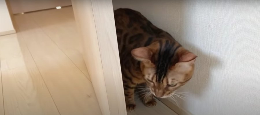 猫部屋のドアが勝手に閉まる？再現してくれた猫ちゃん！