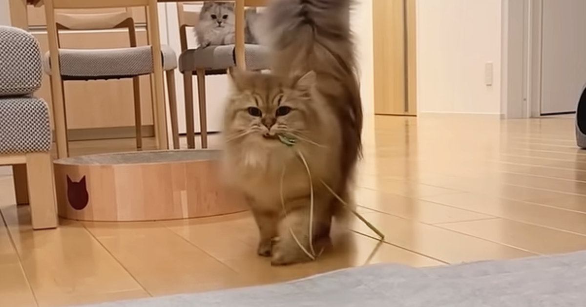 猫じゃらしを目の前まで『運んできた猫』→次の瞬間…反則級に可愛い"アピール"に「断れる人類おらん」「遊ぶしかない」と16万再生