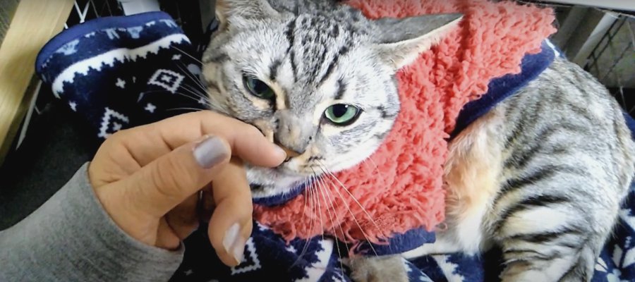 飼い主さんの膝の上は最高！幸せを満喫中の猫ちゃんたち♪