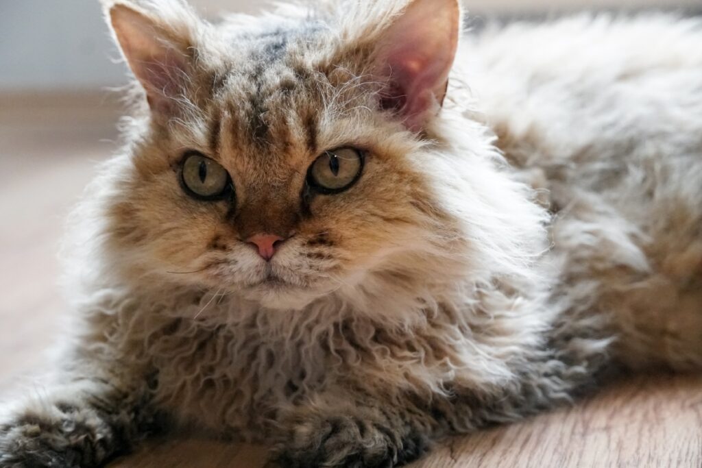 【獣医師監修】セルカークレックスってどんな猫？特徴や性格から飼う前の注意点・価格相場まで徹底解説