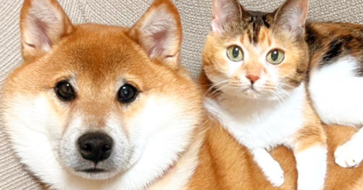 ソファで寄り添う『柴犬と三毛猫』を撮影すると…思わず笑みがこぼれる『尊すぎる瞬間』に11万いいね「わぁ~なんて素敵」「額に入れたいね」