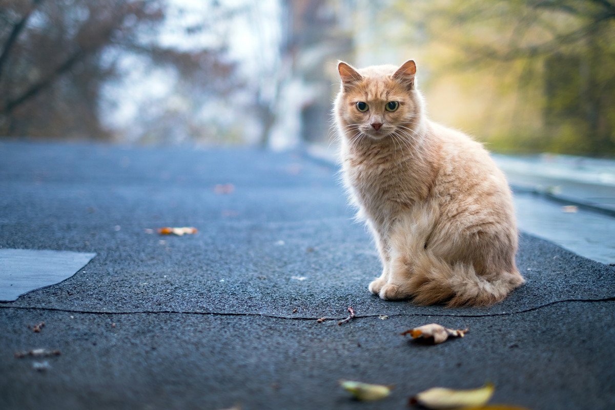 『捨て猫』が増えてしまう理由4つ　防ぐために人間ができること