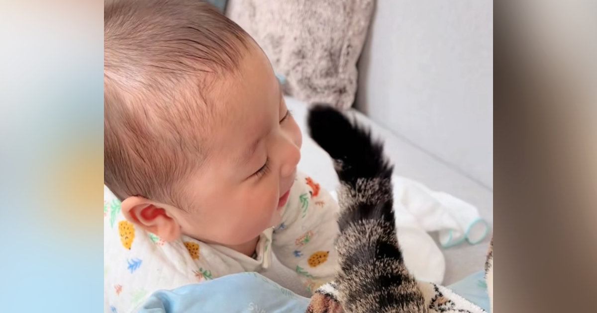 猫がしっぽを使って『赤ちゃん』と遊んだ結果…いつまでも眺めていたい『尊すぎる光景』が126万再生「タッチが優しい」「平和で涙が出る」