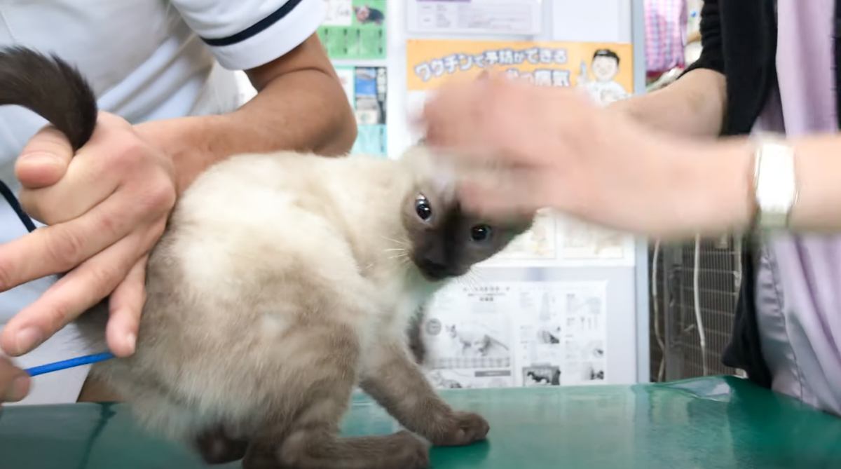 検診で動物病院にやって来た子猫→お尻に棒を入れられた次の瞬間…可愛すぎる『絶叫』が22万再生「たまらん」「よく頑張ったね」の声