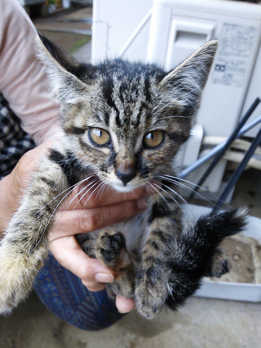 猫と暮らすということ~命を預かる責任と覚悟~