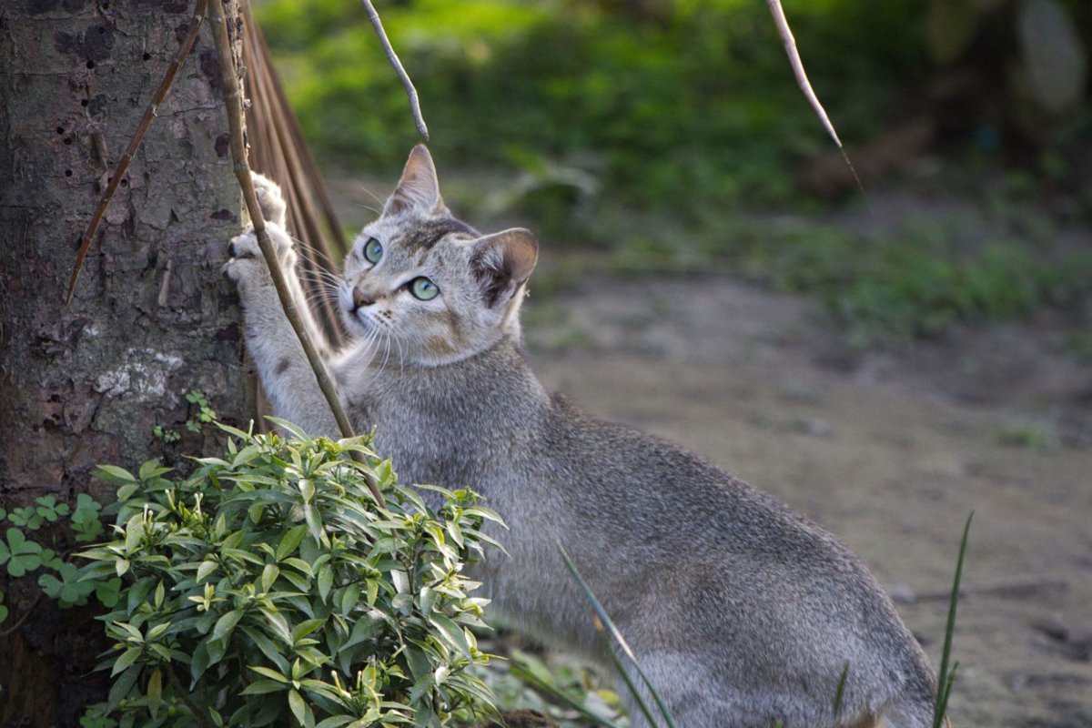 【獣医師監修】セイロンキャットってどんな猫？特徴や性格から飼う前の注意点・価格相場まで徹底解説