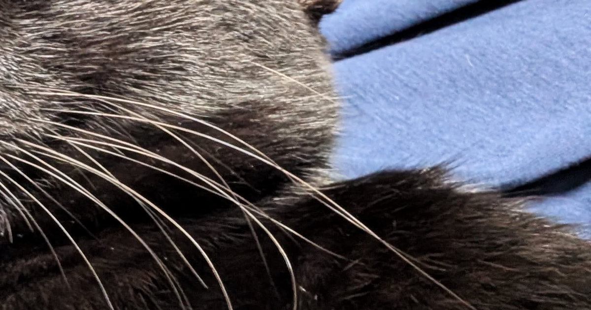 『15歳の猫』と『2歳の猫』の顔を並べてみた結果…まさかの光景に「2歳どうしたｗｗ」「猫生何周目なんだろうｗ」と爆笑の声続出