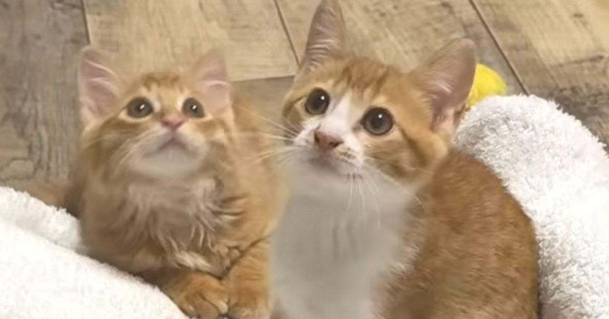 ひざ掛けで人間の足を隠してみると、保護子猫たちが……『可愛すぎる様子』に「とても楽しそうｗ」「ずっと見ていられる」と笑顔になる人が続出