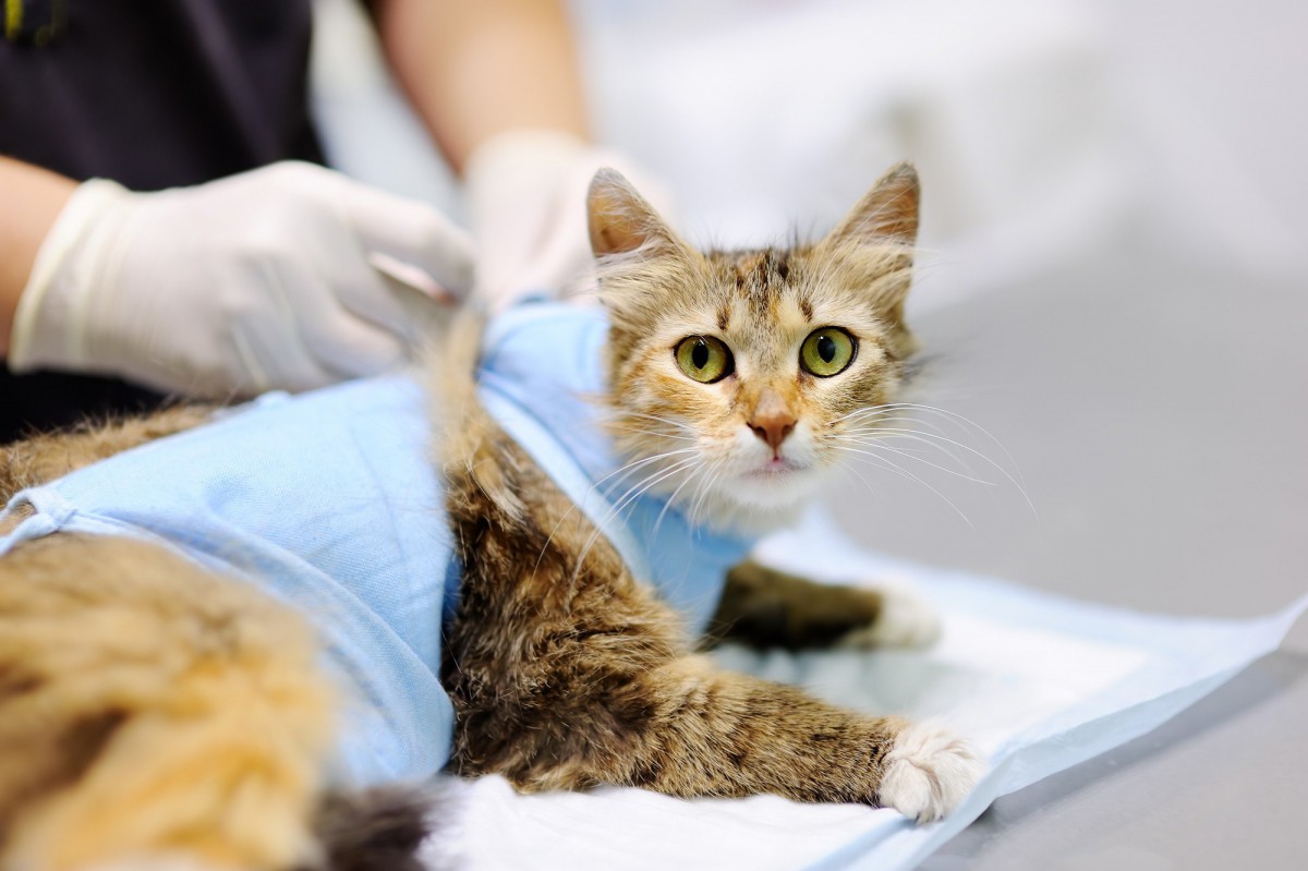 術後の猫にするべき配慮と対応５つ