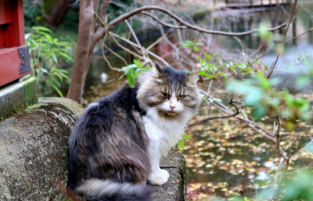 「フーテン猫ちゃん」が地域の人気者に　他人の猫になりすますことも！？ニュージーランド