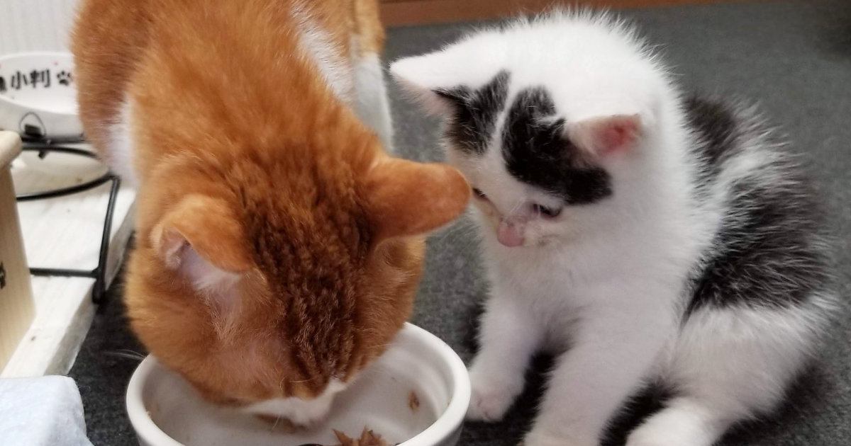 先輩猫のご飯を見守る『パヤパヤ子猫』→７年後……とんでもなく尊いビフォーアフターに２万いいね「なんて優しい子」「ぎゃーかわいい」