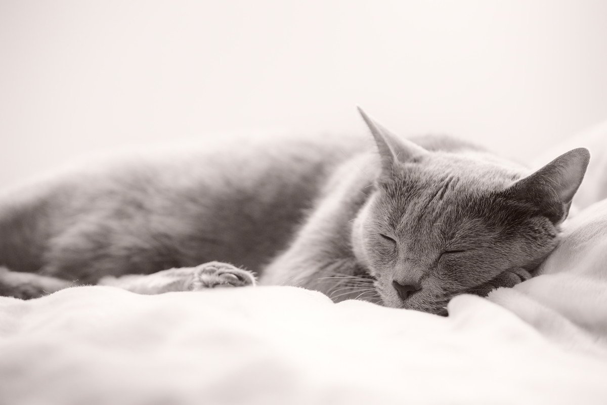 愛猫と自分の快眠のために…猫を『寝かしつける』ためのアイデア3選