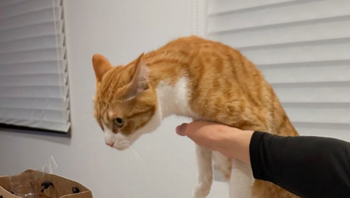 テーブルに乗ろうとした猫→注意したら……思わず笑った『予想外の姿勢』が2万5000いいね「スキージャンプｗ」「飛び立つところｗ」