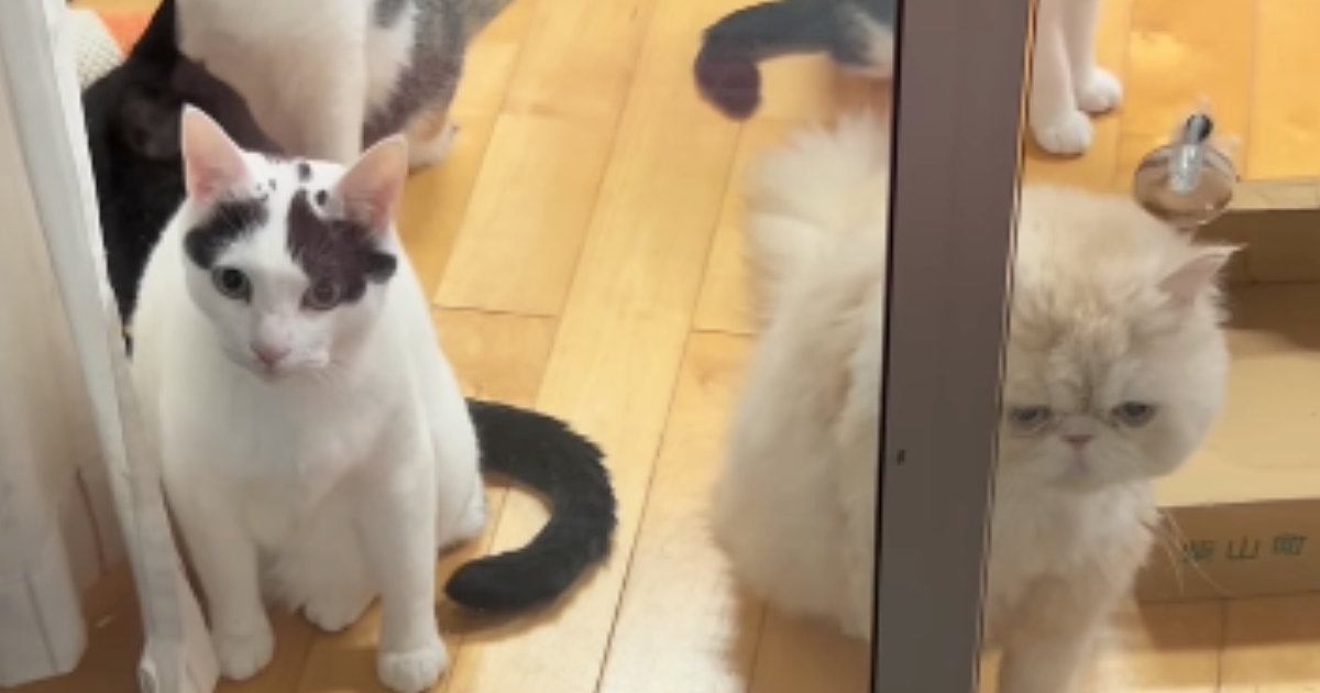 窓辺に大集合して外をじっと見つめるネコたち→『視線の先』には……微笑ましい光景が30万再生「かわいい見守り隊ｗ」「配慮がすごいｗ」