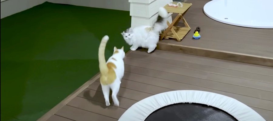 いったい何があった！？やたらと追いかけられてタジタジの後輩猫ちゃん