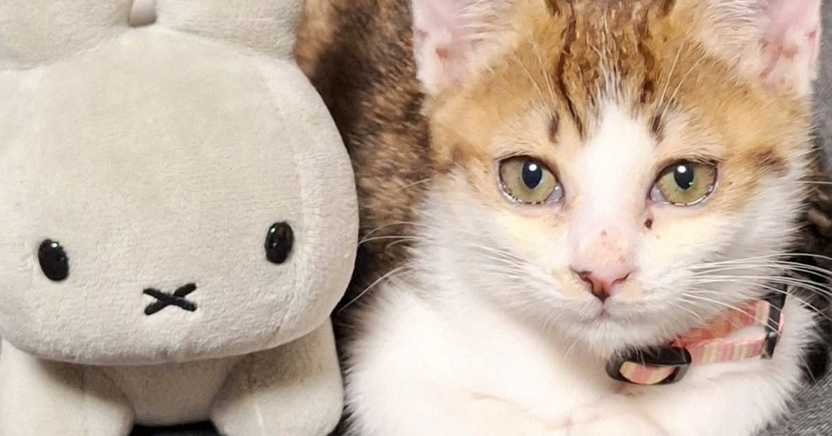 ぬいぐるみサイズだった子猫が、3か月後…心温まる『成長ビフォーアフター』に1万いいね「なかよしなんだねｗ」「ずっと可愛い」