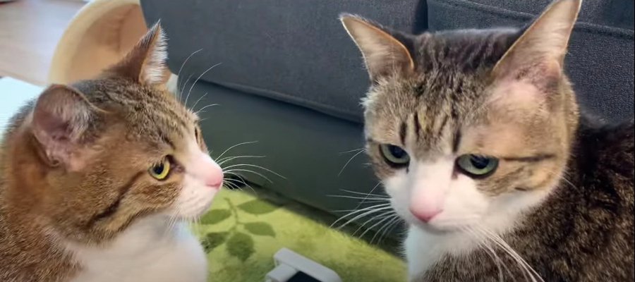 ハプニング！いつもは穏やかな弟猫くんが兄猫くんに激怒！？