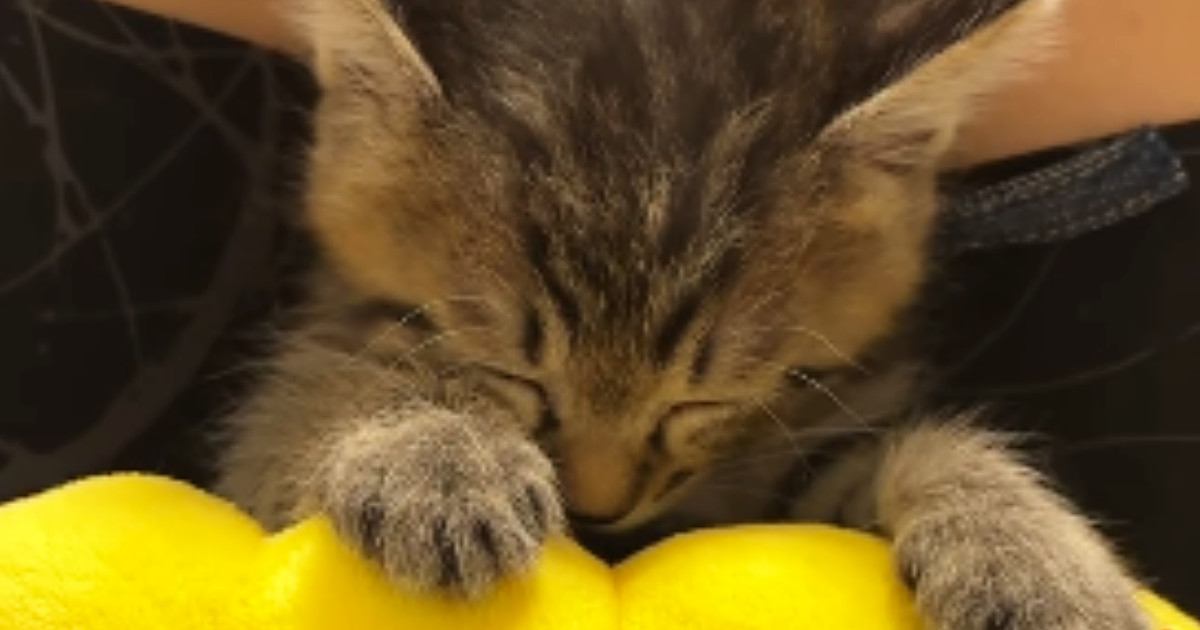 膝の上に乗って『ぬいぐるみで遊んでいた子猫』→眠気に襲われて…尊すぎる光景が23万再生「大好きなんだね」「電車で寝ちゃった人みたいｗ」