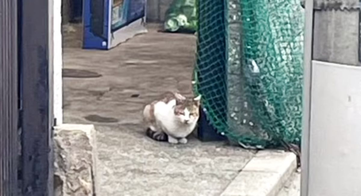 みかんの汁を舐めていた『空腹でゴミ置き場をさまよう猫』が保護された結果…後に見せた姿に「涙が止まらない」「本当にありがとう」の声