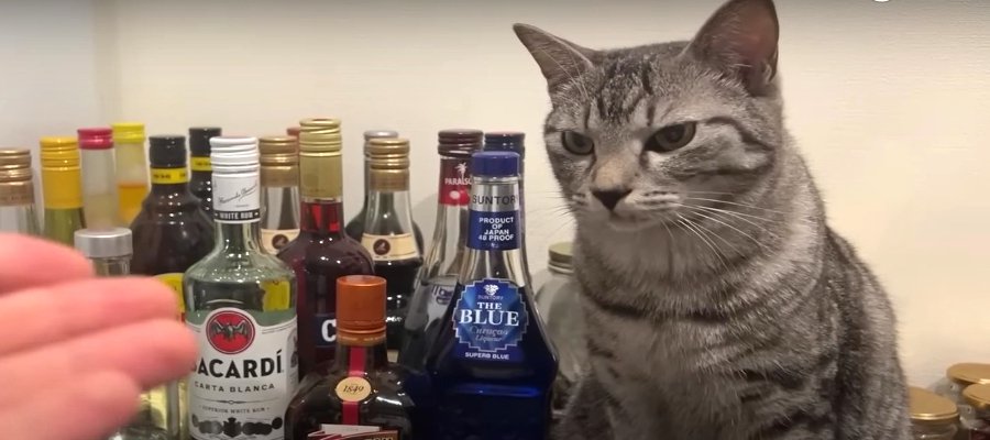 いらっしゃいませ！猫ちゃんのカクテルBARがオープン♪