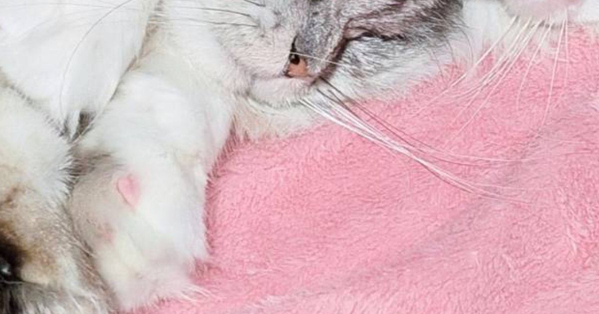 仲良く一緒に眠る『2匹の猫』→よく見たら…「幸せをありがとうｗ」とんでもなく尊い寝姿に「きゃー目の保養」「ハッピーだ寝」の声