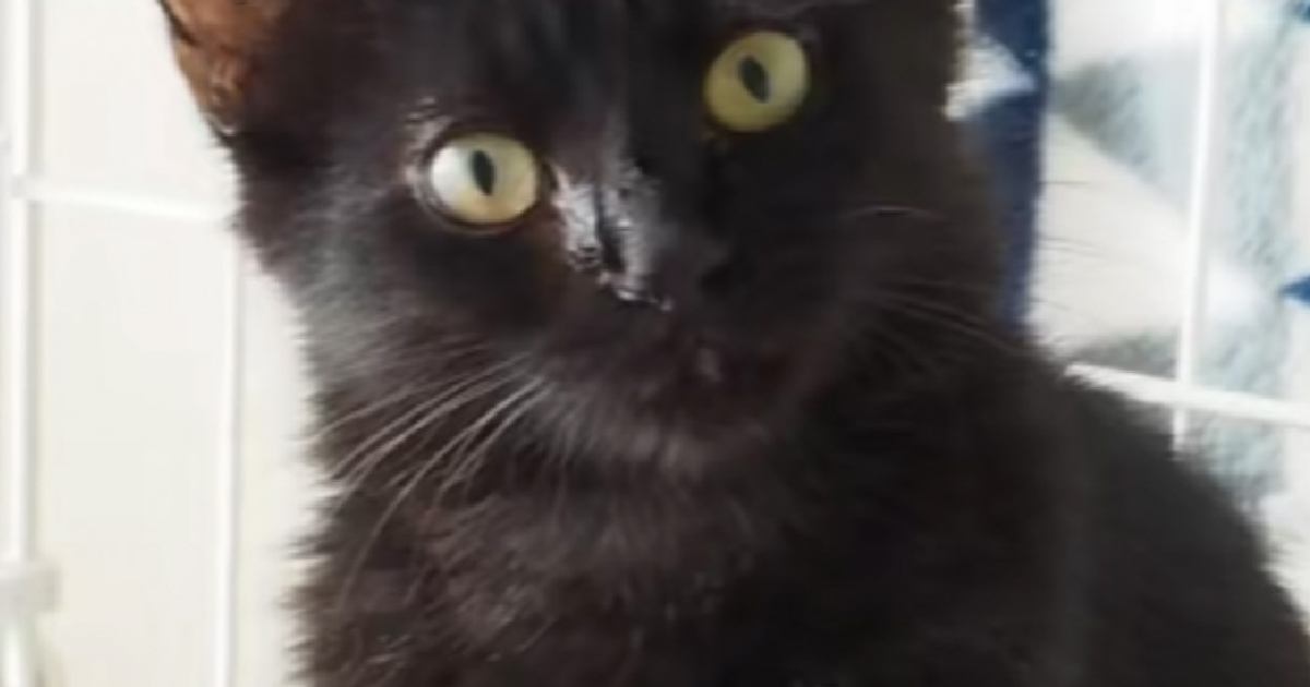 『真っ黒の猫になるだろうな』と思っていたら…成長後→予想もしていなかった『衝撃のビフォーアフター』に反響「ものすごっく好き」「かわよ！」