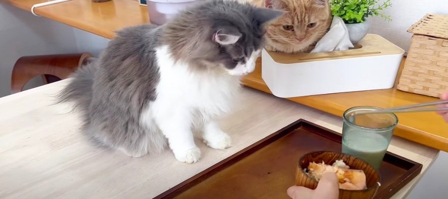 飼い主さんが鮭ご飯を食べていると...猫ちゃんたちの"圧"がすごい♡