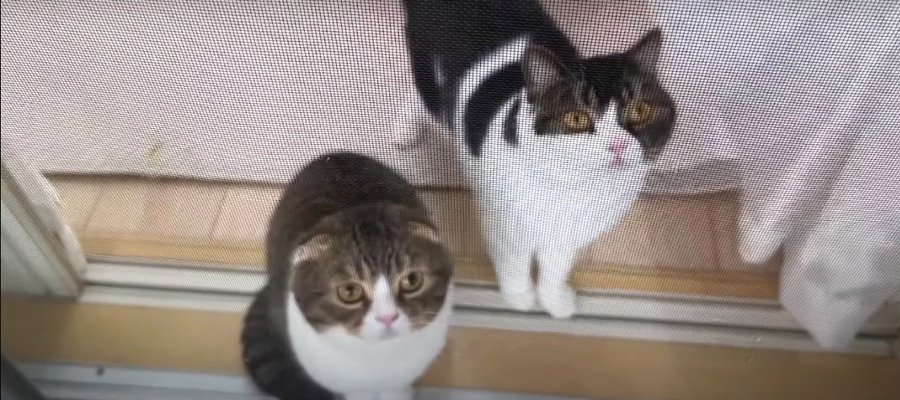 雷の音にイカ耳＆目が点！びっくり顔の猫くん