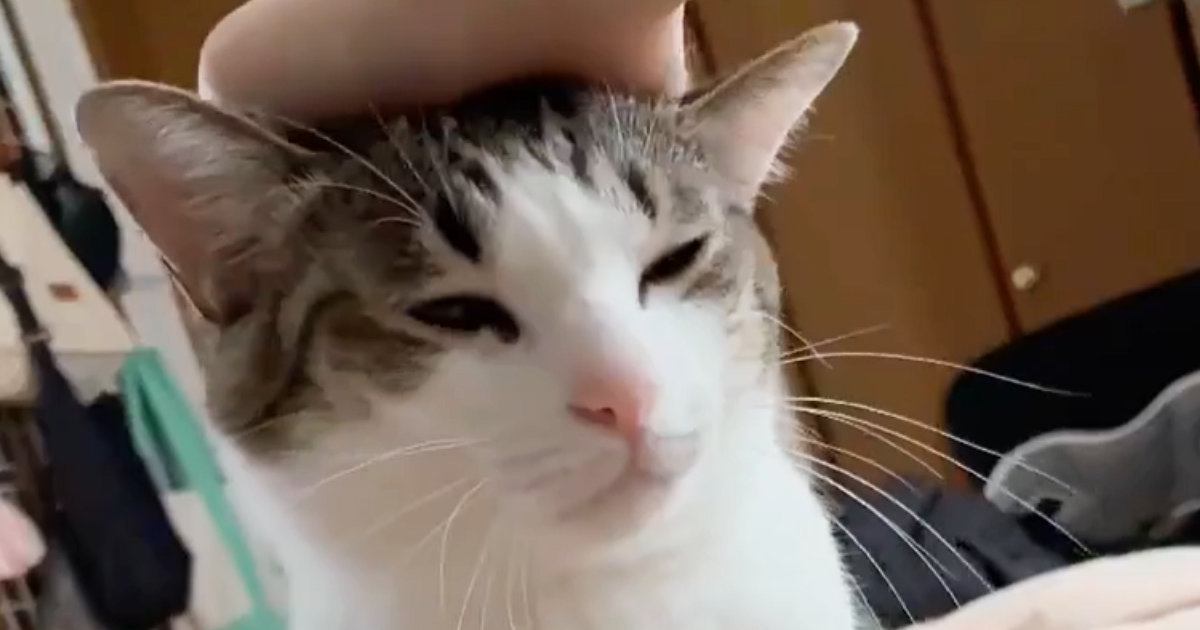 隣にやってきた猫の頭を妹が撫でてあげると…わずか20秒後の『まさかの光景』に「すげ～」「わたしまで眠たくなってきた」と123万表示