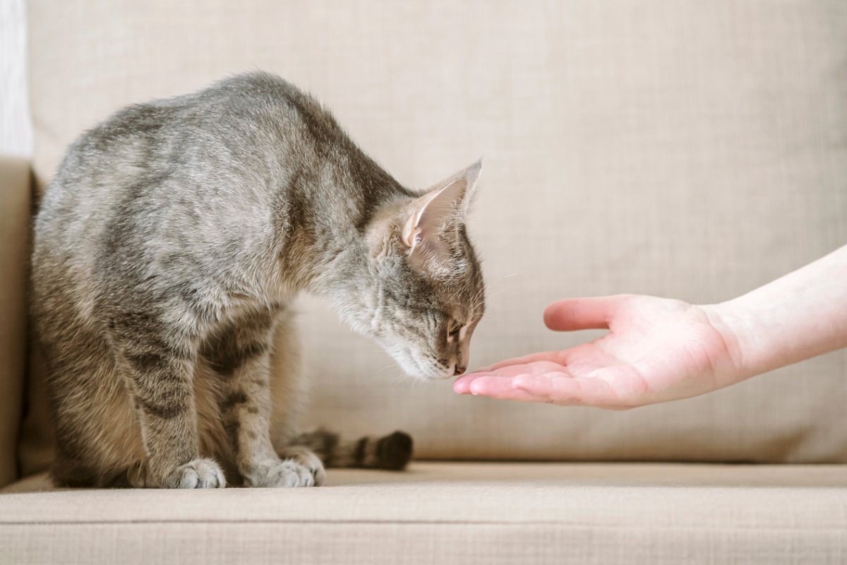 猫に『怪しい人』と思われてしまう人の特徴4選　警戒される理由や安心してもらうためのコツ