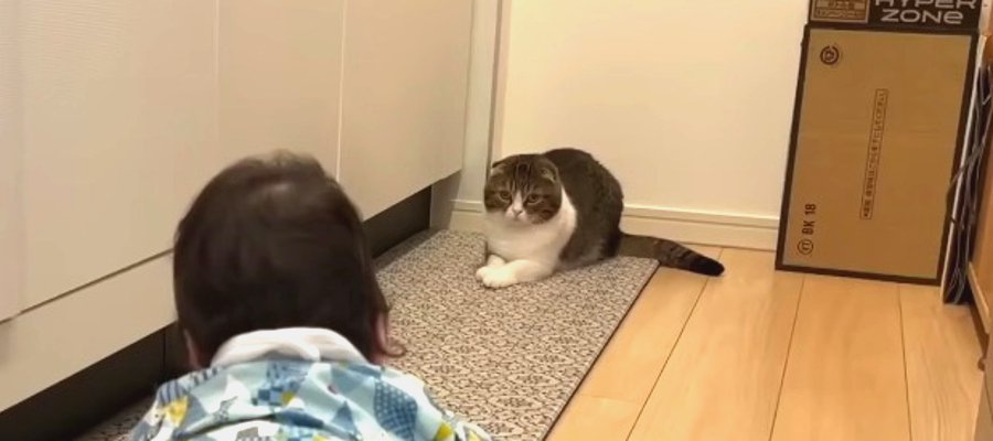 「大丈夫かニャ？」赤ちゃんを心配するパパ猫さん