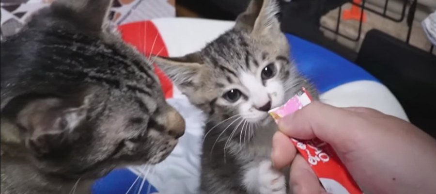 仲良く一緒に食べれるかな？おやつで強くなる子猫ちゃん