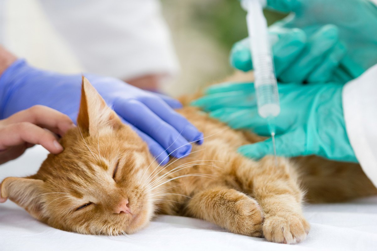 猫に必要な『予防接種』とは？予防できることや接種前後の注意点も