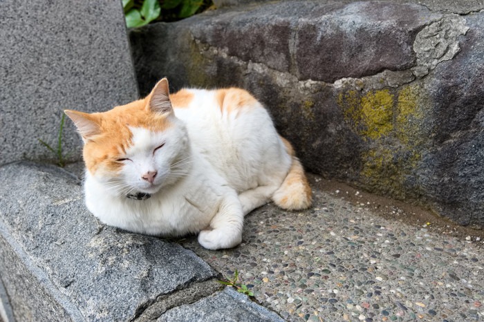 猫返し神社の歴史と参拝時のおすすめポイント！