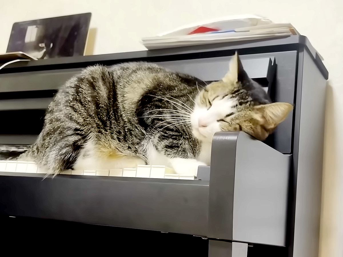 ピアノを練習する女の子→ネコがそばまで来て…思った以上に癒される『尊い行動』が話題「マイナスイオンが溢れてる」「日本一可愛い指揮者」