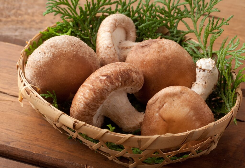 【獣医師監修】猫はしいたけを食べても大丈夫！栄養素の効果や与える際の注意点・適量まで徹底解説