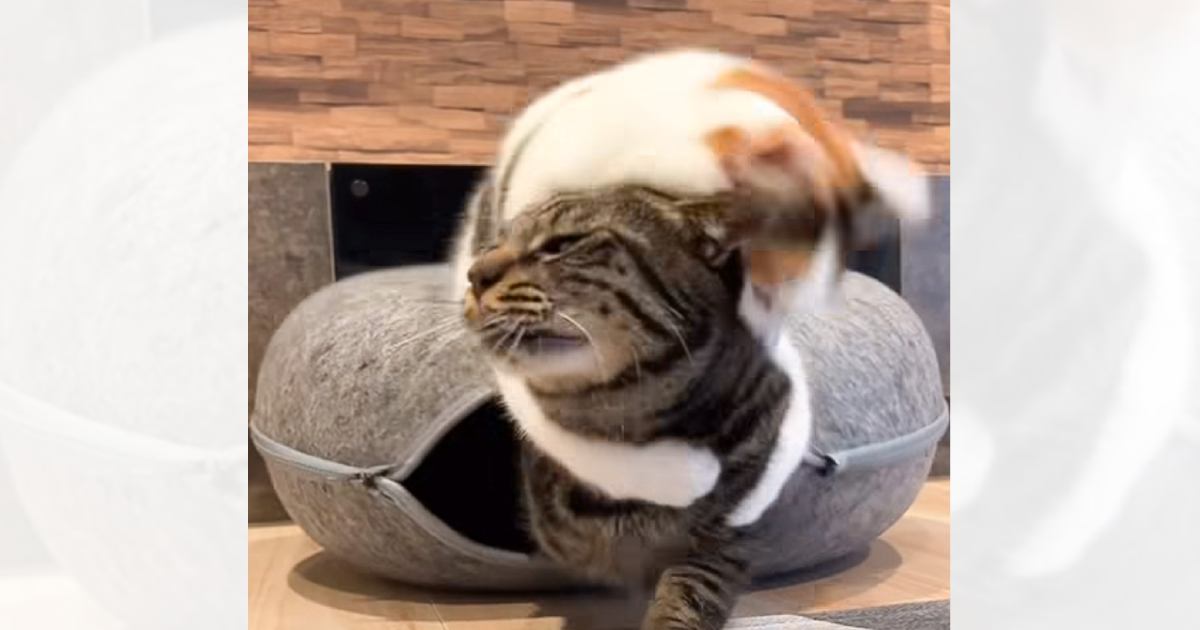 妹猫に『イタズラ』を仕掛けられた兄猫が、次の瞬間…まさかの行動が素敵すぎると230万再生「優しい反撃ｗ」「愛情を感じるｗ」と話題に