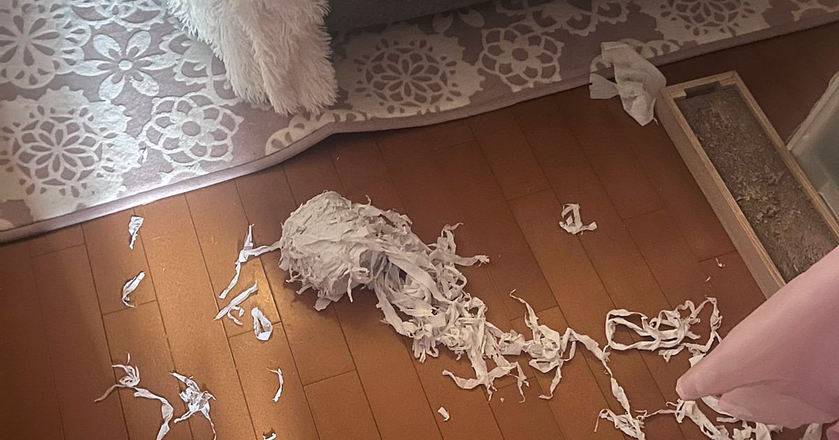 床に細かく刻まれた『トイレットペーパー』が…犯ニャンの様子を見に行くと→怒るに怒れない光景が22万表示「満足そうｗ」「芸術の秋だね」