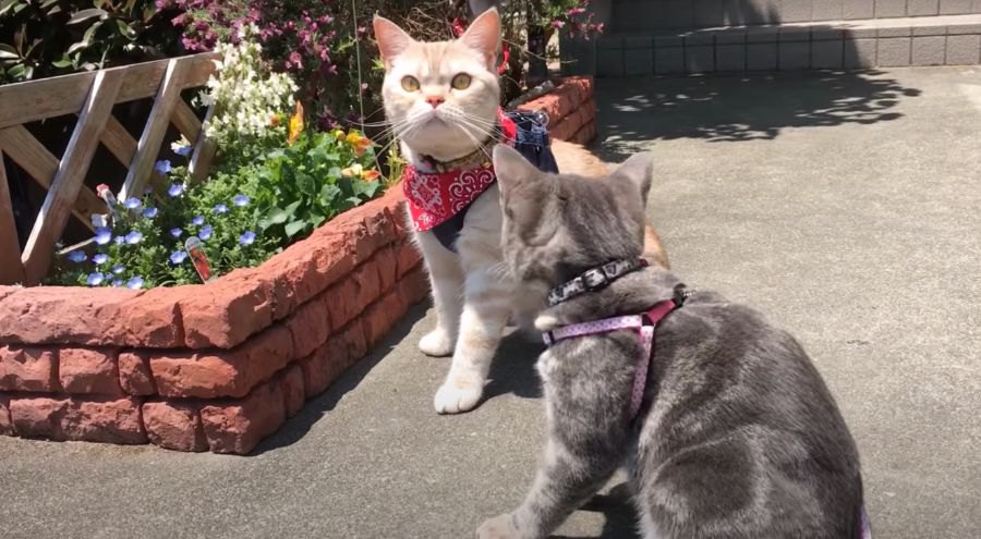 ポカポカ♡お庭で仲良く日向ぼっこする猫ちゃんが可愛い