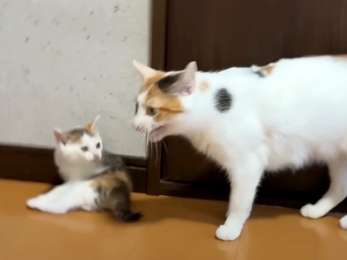 突然の激しい雨→ママ猫が子猫たちを守ろうと呼びかけた結果…予想外すぎる『まさかの反応』に「さすがママ」「子どもたちを守ってて感動」