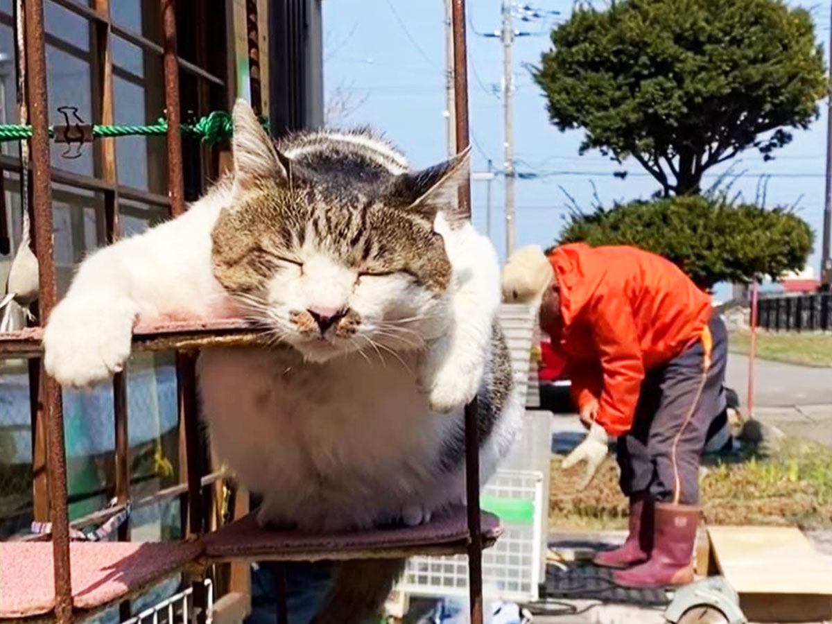 『頑張るお父さん』と『尻尾で応援する猫』撮影したら…平和すぎる光景に皆ほっこり104万再生「手伝う気サラサラ無しｗ」「平和やなぁ」