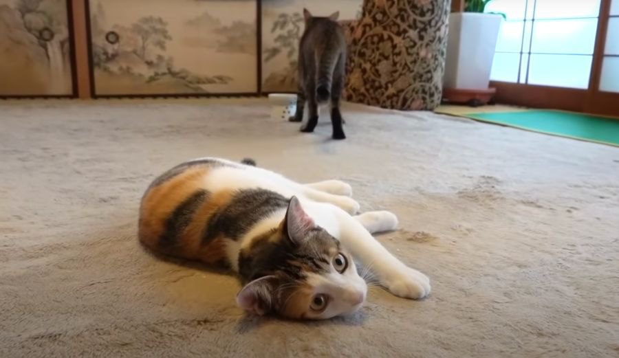 テンションMAX！トリッキーな動きで兄猫ちゃんに襲いかかる猫ちゃん！