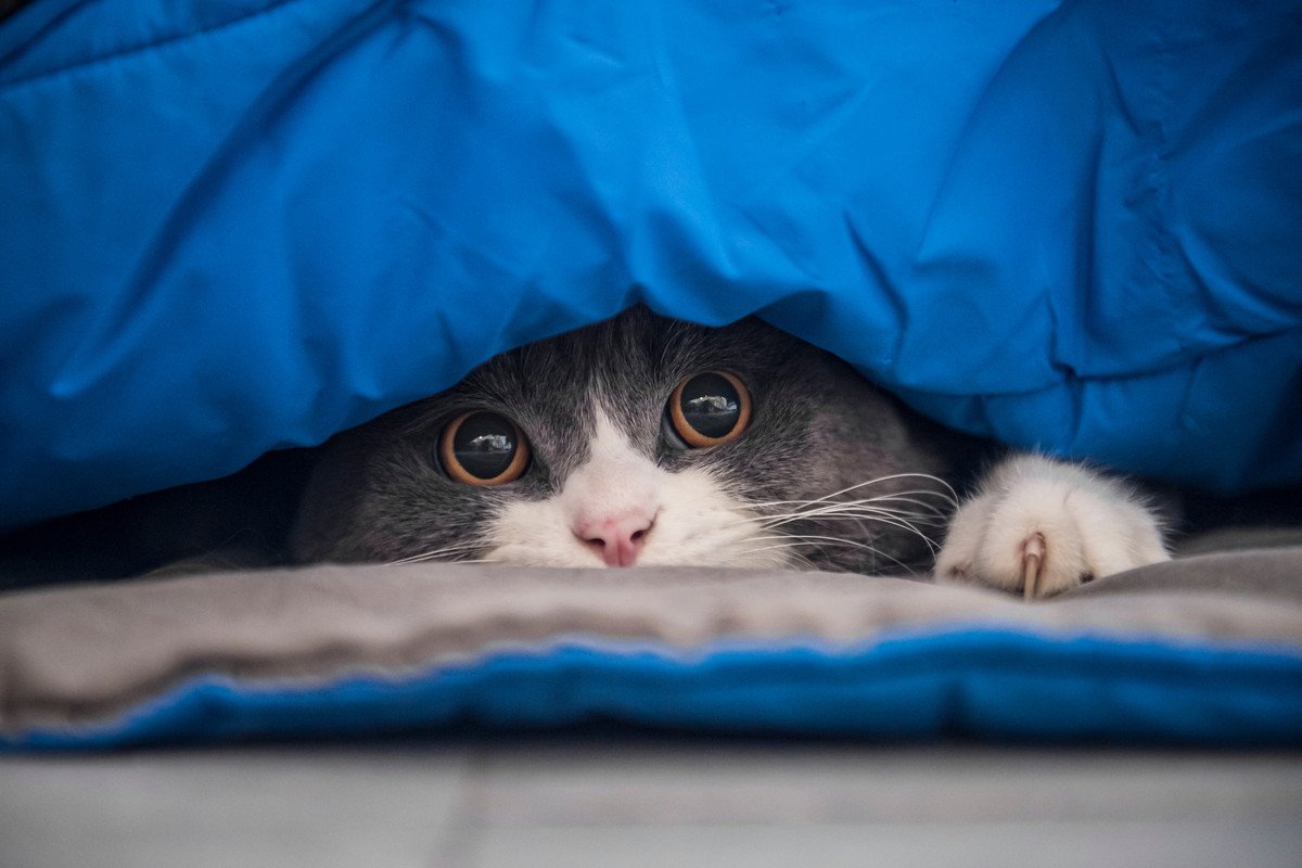 猫に『ウソ』をつくと起こりうるトラブル3つ　愛猫との関係が壊れてしまうかも…