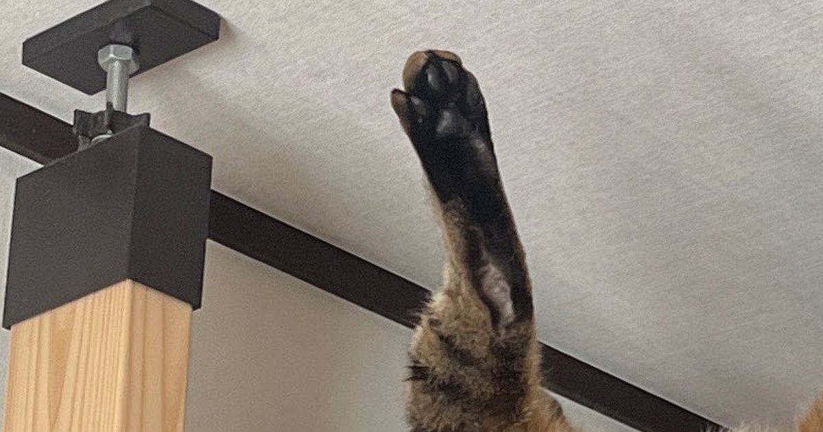 ふと『キャットウォーク』を見たら、ネコが…事件現場のような『衝撃的な光景』に10万いいね「ちょｗｗ最高」「猫神家の一族ｗ」と爆笑の声
