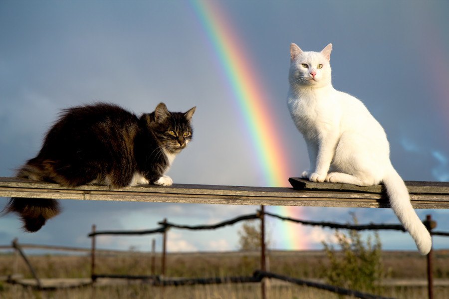 死に際の猫が飼い主に伝えたいこと３つ