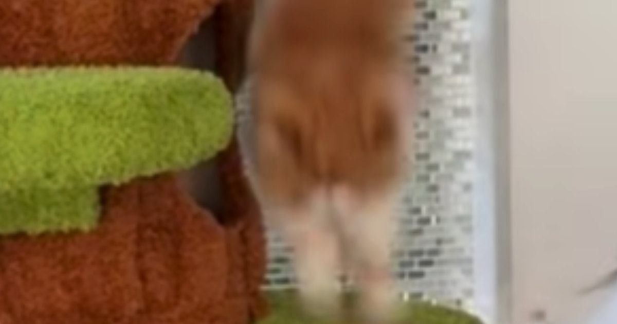 撮影していると、キャットタワーから『落ちてしまった猫』→次の瞬間……まさかの展開が33万再生「エスパーかなｗ」「控えめにいって天才」