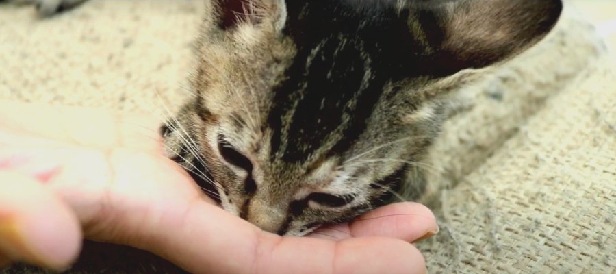 ママ限定！子猫ちゃんの変わった可愛い癖♡