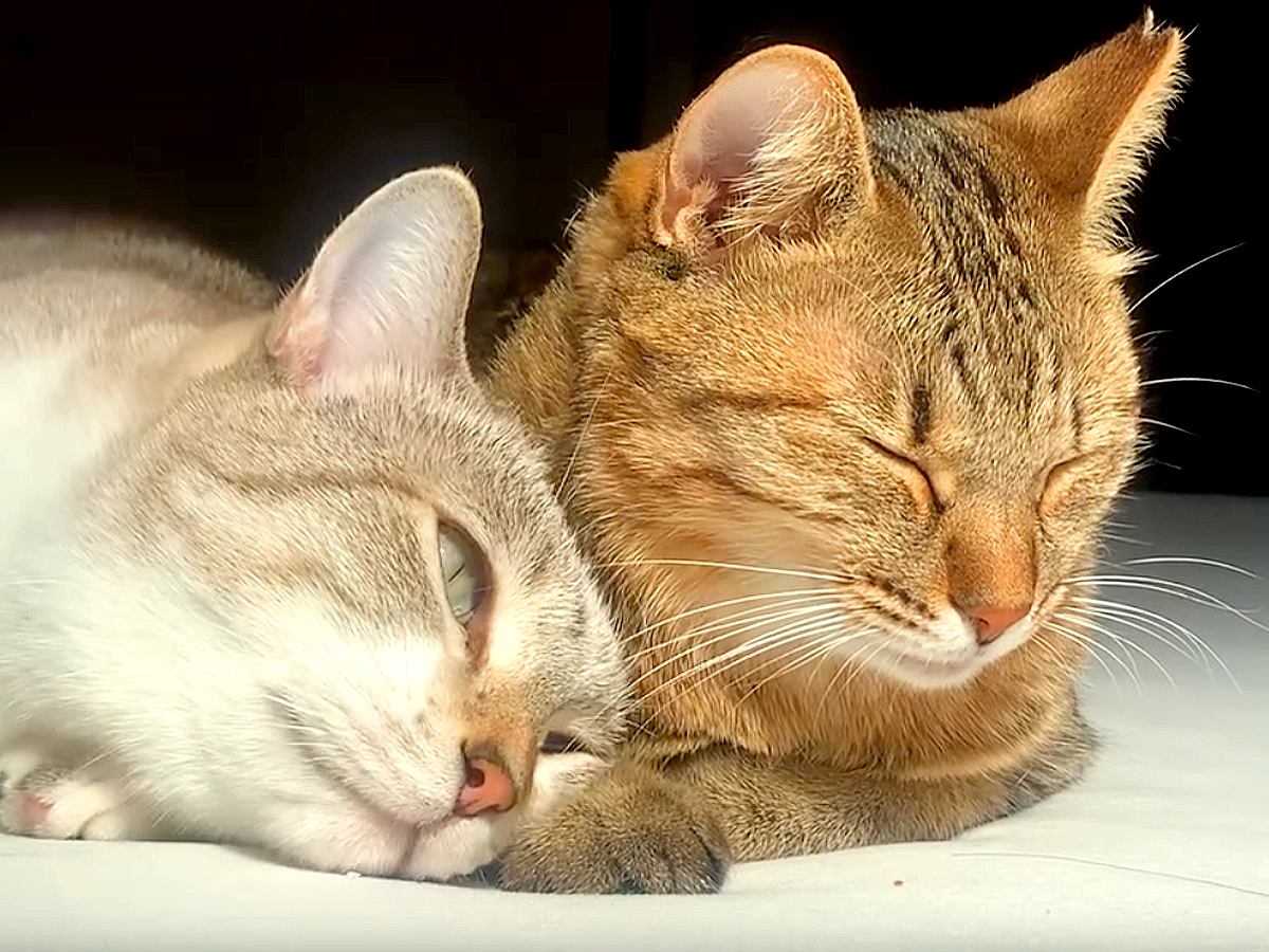 出会って３ヶ月のネコ→並んで寝ていると、１匹が甘えだして…思った以上に『愛おしい光景』が１万いいね「ラブラブやん」「ぐいぐい来るね」